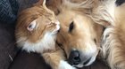 Goldie gets kitty kisses