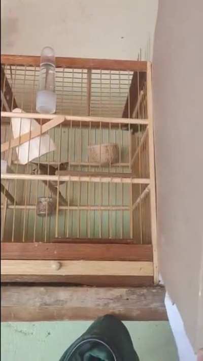 Скорострел