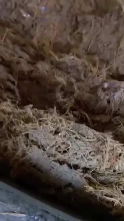 How Tequila is made.