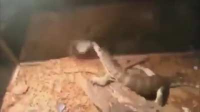🐭🔥🦎