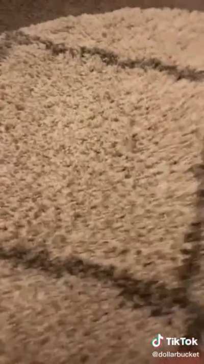 Bugs in a rug