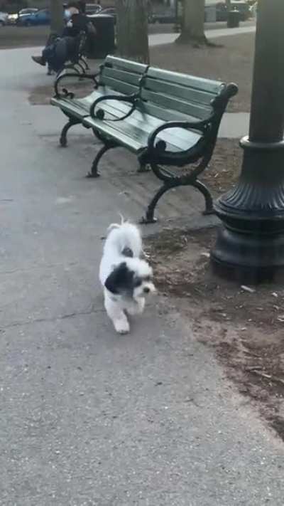 Caught my dog doing a lil two step at the park like it's nothing