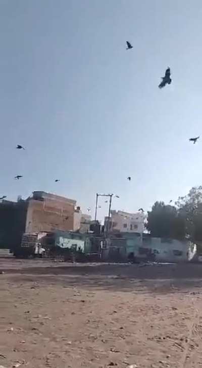 Somewhere in India there is a man who can summon crows