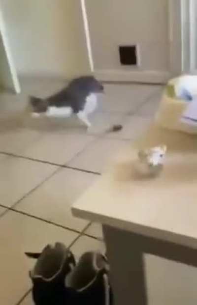 Proud kitty brought its prey to show off