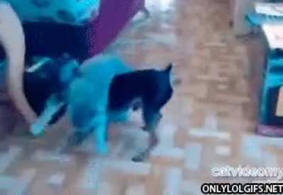 Cat rescue?