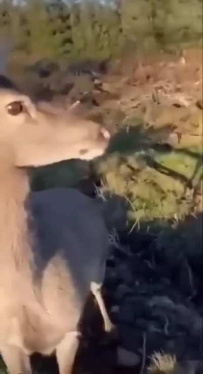 Whatcha doing?