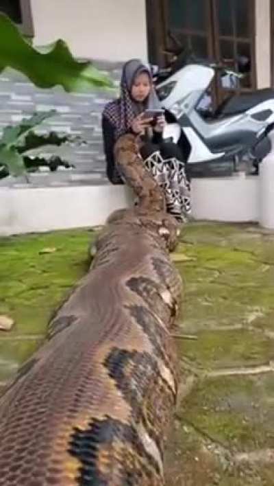 when your pet comes for you to pet it