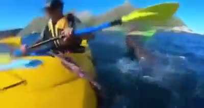 guy in kayank being slapped with an octopus by a sea lion