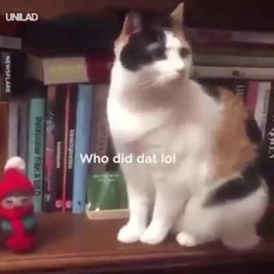 You’re a mean one, Mr Cat
