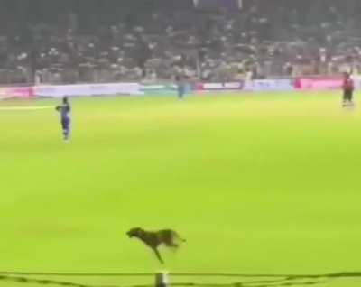 Mumbai Indians fans chanted Hardik! Hardik! When a dog entered the stadium.