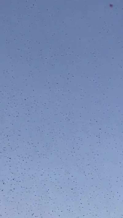 Saw this from my office hovering over LAX airport today, then just vanished.