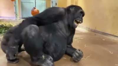 Butt munch