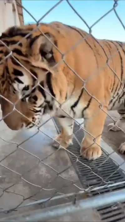 Cheeky tiger