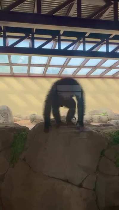 Jumpy monkey