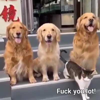 Original video by u/sanelib
