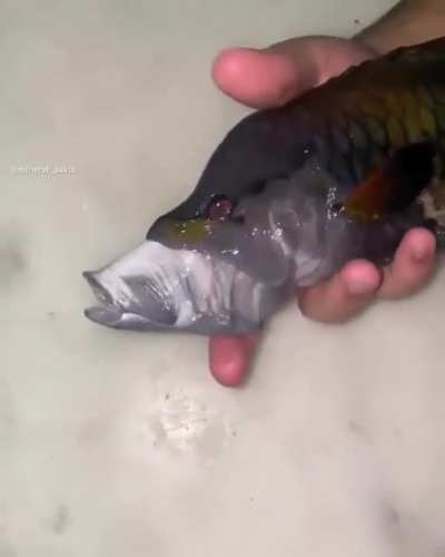 Fishtiano Ronaldo