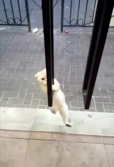 Cat freak out till he realizes he's fine.