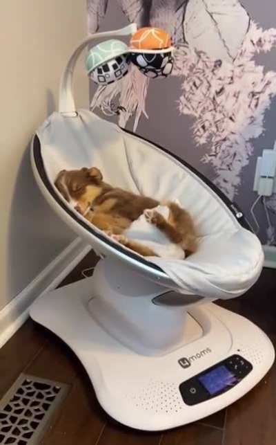 Спит усталая собачка