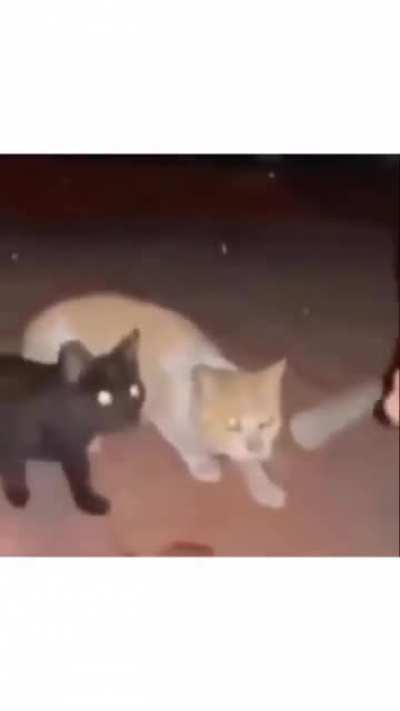 meow