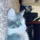 Perfectly cut meow