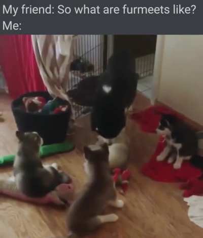 furmeets_irl