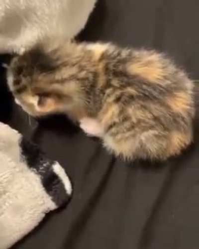 Dramatic cat