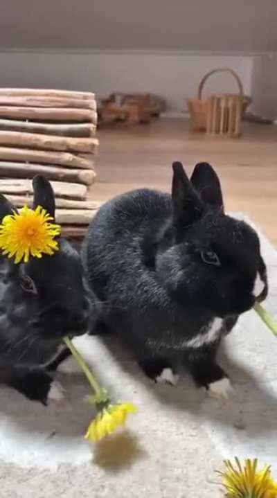 Bunnies