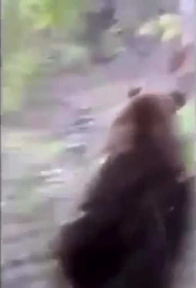 go ahead kick the bear