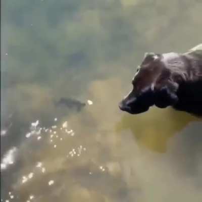 Dog reflexes