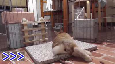 Senta is so lazy. He doesn't want to move even a short distance 🐇