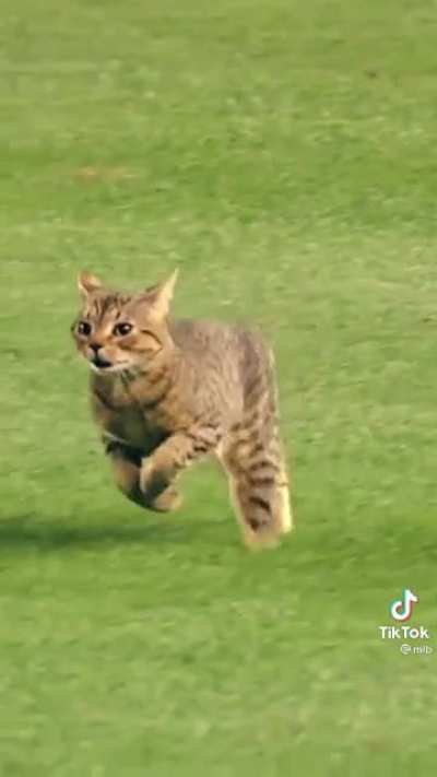 The purrfect Tiktok doesn't exi-