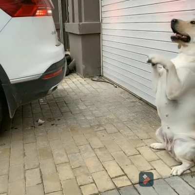 Nice barking job