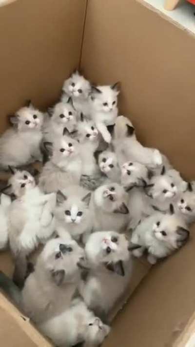 Do you want one?