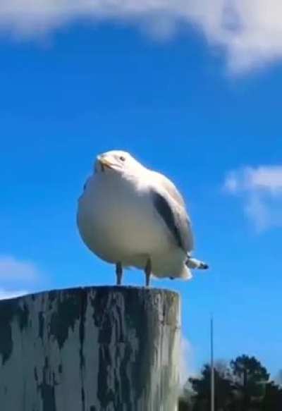 screaming seagull
