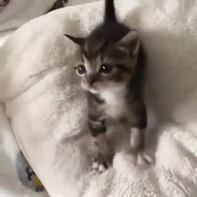 Beware! Dangerous Cat!