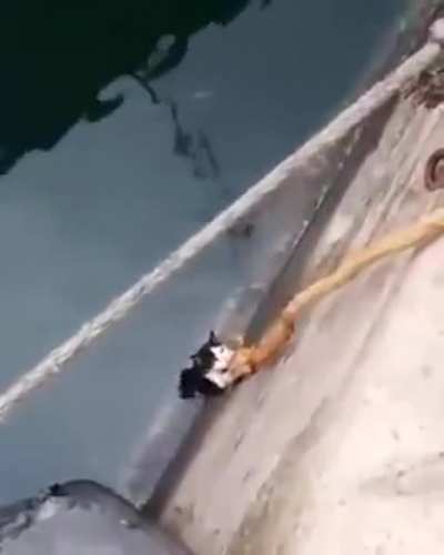 Saving a cat from a miserable situation.