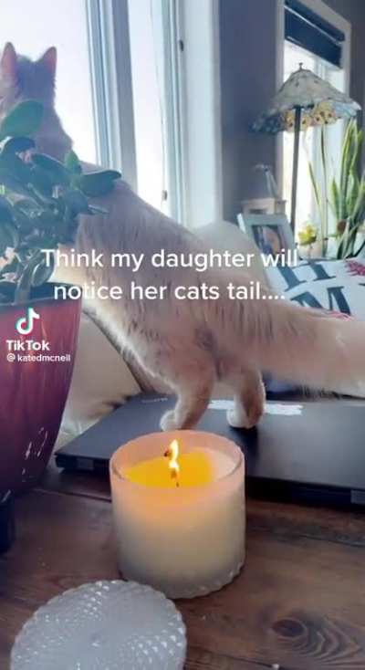 Cats are lit ya'll