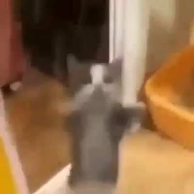 Gato kk