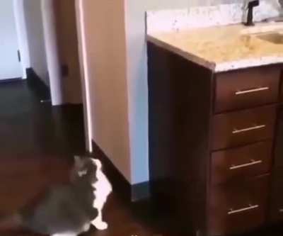 to jump on the dresser