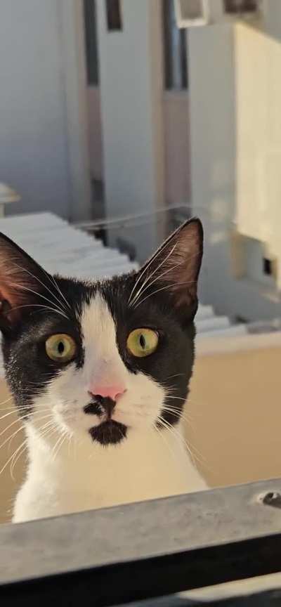 This cat shows up at my window every day
