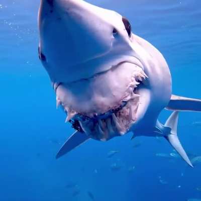 Mako Shark with its jaw ripped out by commercial fisheries on the high seas, this shark was one of the lucky ones to get away & somehow is still managing to survive.