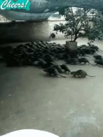 my pets