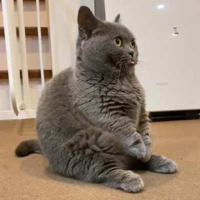 Derpy cat