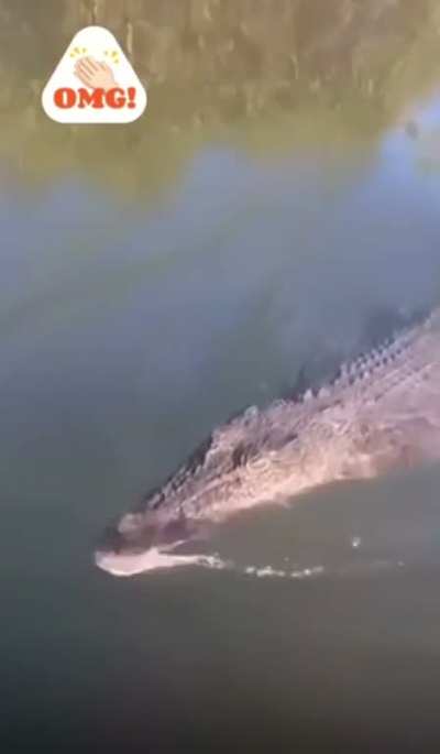 Gator’s gotta gator