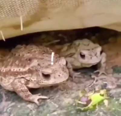 Hmm a snail