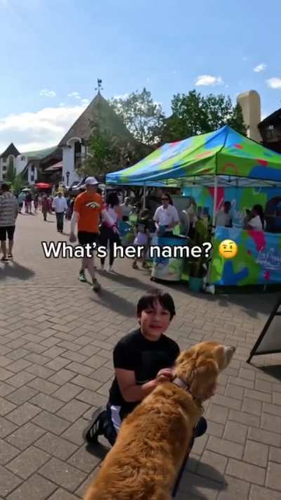 Nala the Golden Retriever gets recognized everywhere 