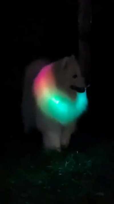 PCMR doggo is here