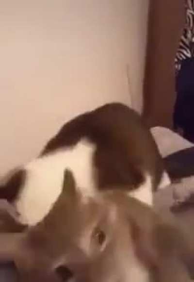 c h o m p