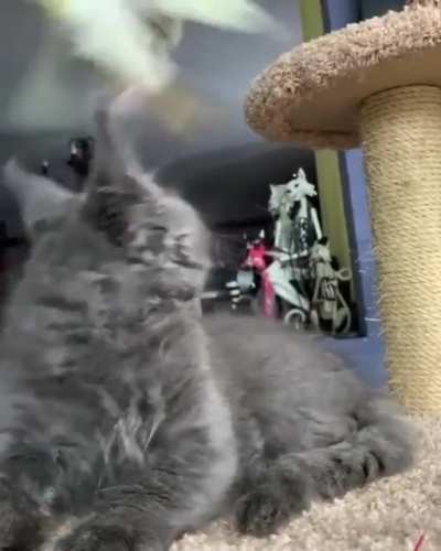 Royal Cat..