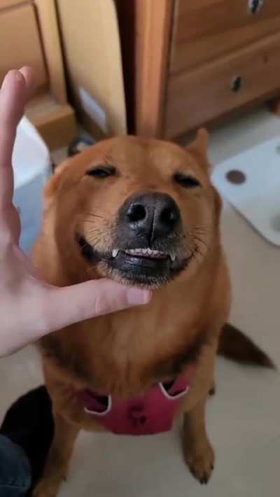 Trying to get a dog to take their pills